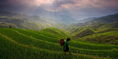 Рис и пшеница сформировали ментальность народов