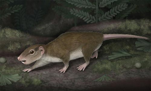 Ученые выяснили, что зубы помогли млекопитающим захватить Землю в начале кайнозоя