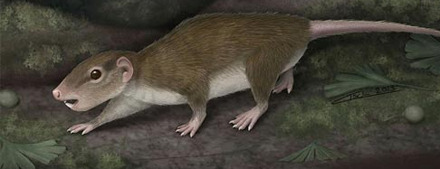 Ученые выяснили, что зубы помогли млекопитающим захватить Землю в начале кайнозоя