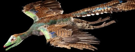 Палеонтологи выяснили зачем было нужно яркое оперение «Жар-птице» Юрского периода — археоптериксу